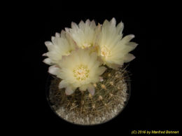 Eriosyce chilensis (syn. Neochilenia chilensis v. albidiflora) 1598